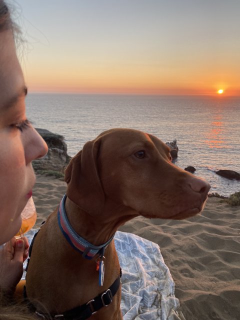 A Sunset Moment with Our Furry Friends