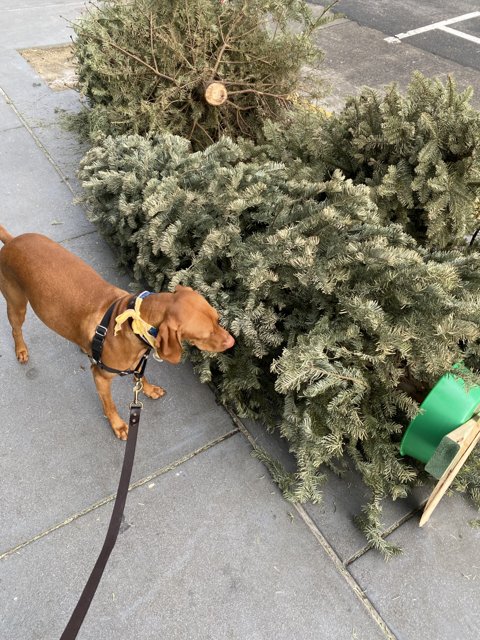 A Canine Christmas