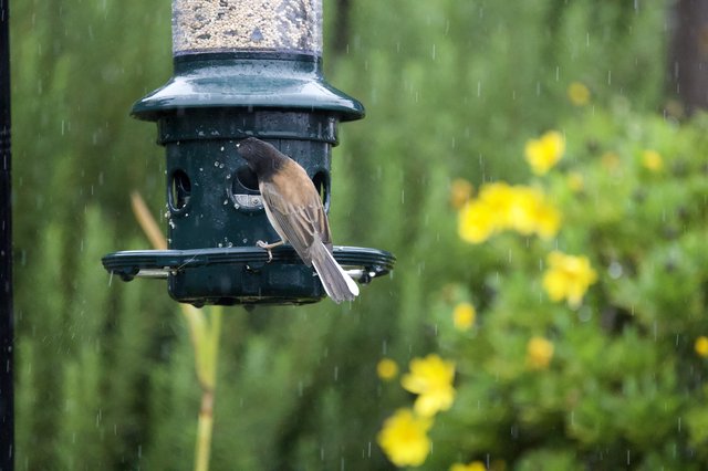 Bird Feeding in the Rain at Garden Feeder