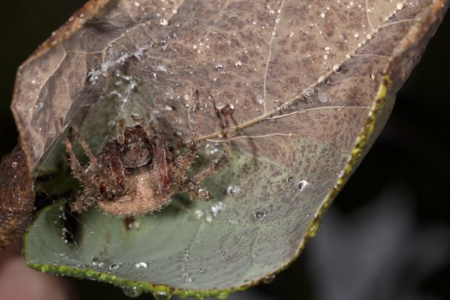 Garden Spider on Dewy Leaf