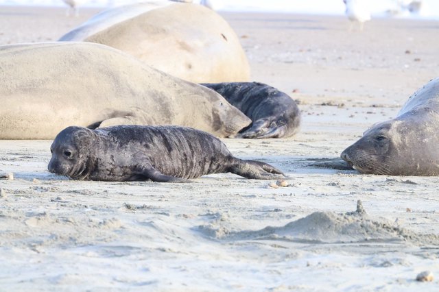 Elephant Seal Pup Resting Among Adults at Drakes Beach