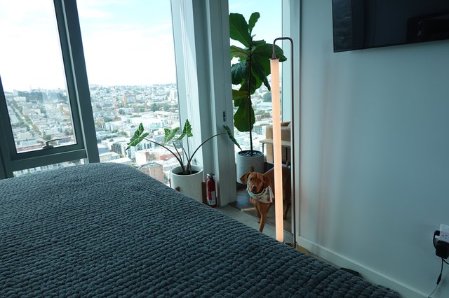 Dog in Modern High-Rise Apartment with City View