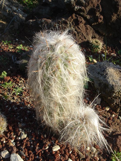 Hairy Cactus