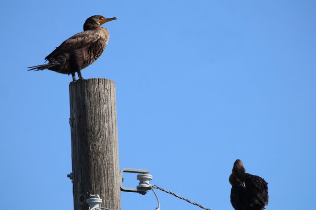 Double-Crested Cormorants Perched on Weathered Wooden Post