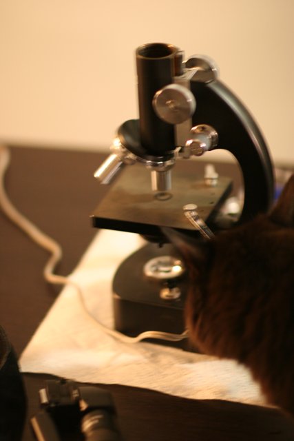 Curiosity of a Feline Scientist
