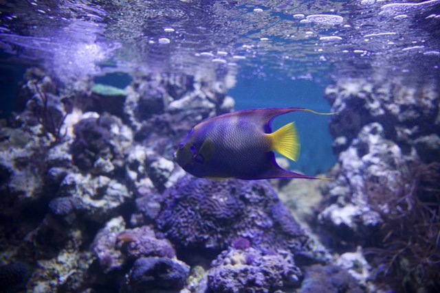 Aquatic Harmony: Dive into the Reef's Ecoscape