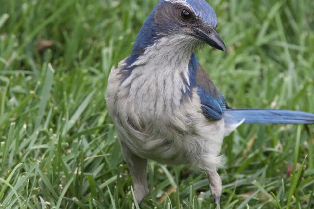 Curious Jay in Springtime