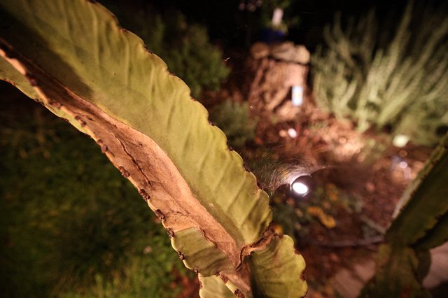 Illuminated Night Walk Through Tropical Palm Garden