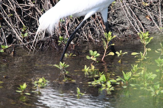 Great Egret Wading in Shallow Wetland Waters