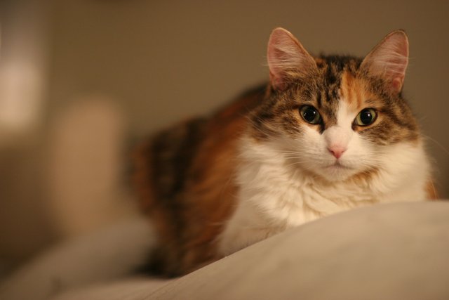 Calico Cat on the Bed