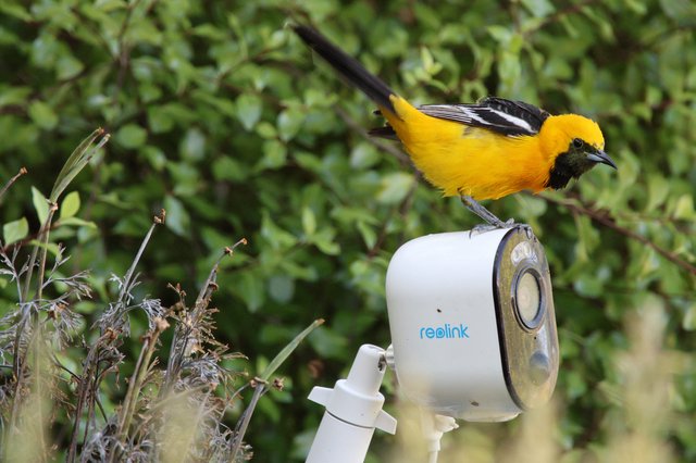 Hooded Oriole Perched on Security Camera