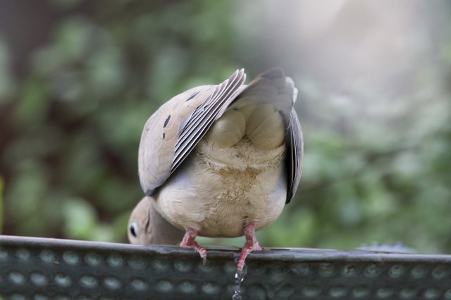 Mourning Dove Preening on Decorative Metal Perch