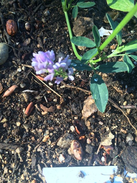 A Majestic Purple Flower Blooming in Altadena