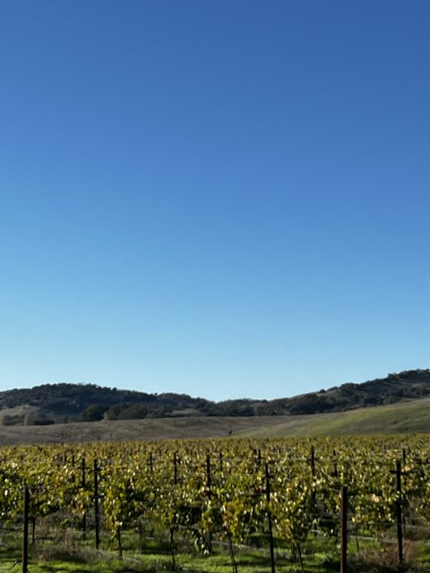 Rolling Hills and Rows of Vines