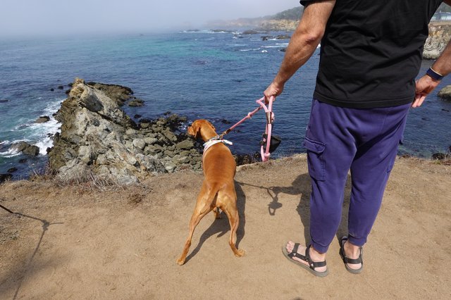 Coastal Walk with Golden Dog by Ocean