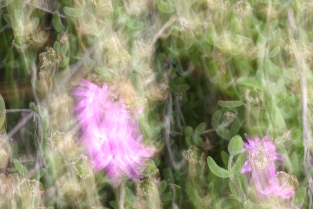Blurry Purple Daisy
