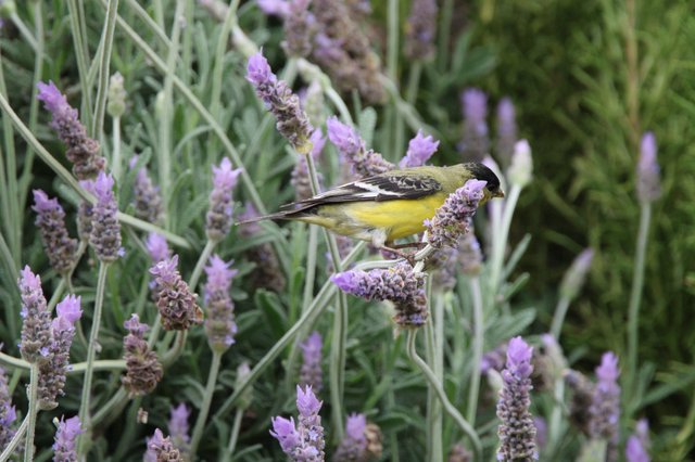 Lesser Goldfinch Feeding on Lavender Blossoms