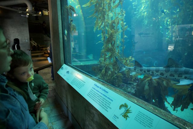 Underwater Exploration at Monterey Bay Aquarium