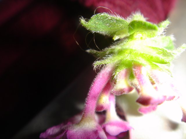 Fascinating Geranium Flower
