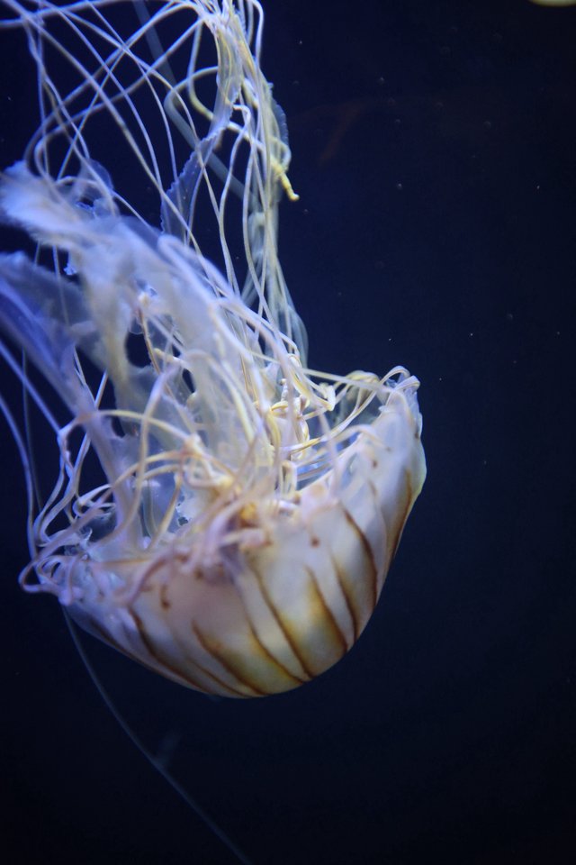 Translucent Jellyfish Drifting in Deep Blue Waters