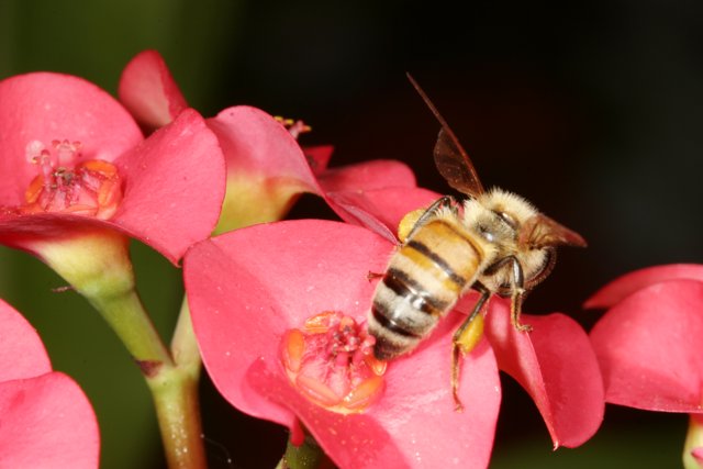 Busy Bee on Pink Geranium Flower
