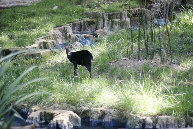 A Black Bird by the Stream in the Zoo