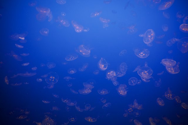 Ocean Ballet: The Jellyfish Dance