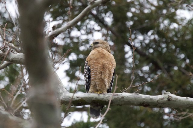 Red-Shouldered Hawk Perched on Winter Branch