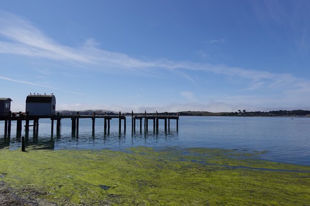 Serene Waterfront Pier with Green Algae Bloom