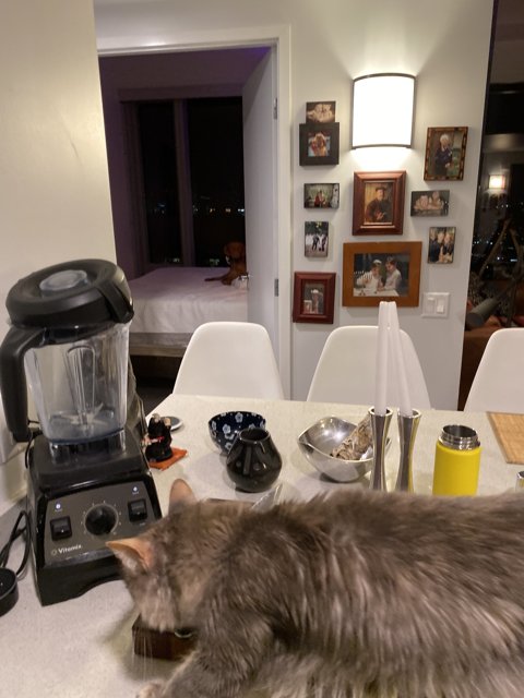 Curious Cat Observes Blender