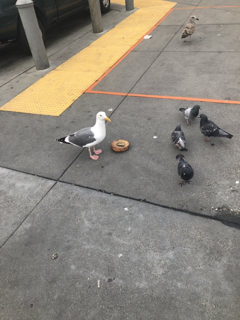 Birds on the Sidewalk Near a Donut