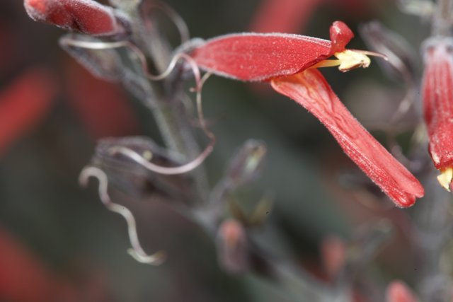 Vibrant Red Acanthaceae Flower