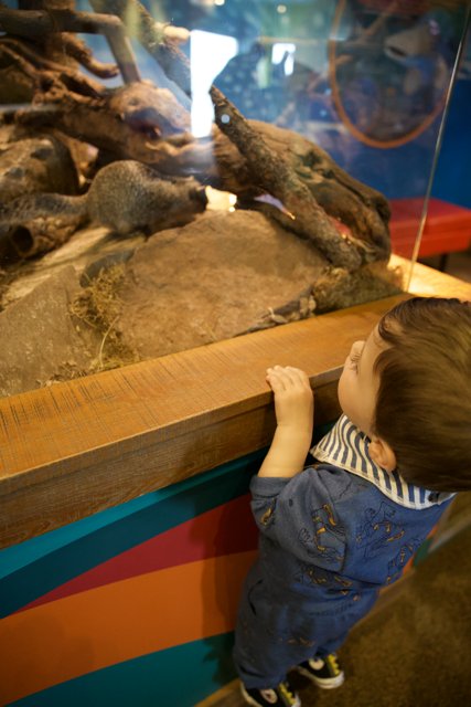 Aquarium Wonder: A Toddler's Encounter