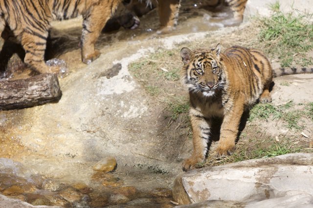 Majestic Tiger Cub on a Rock