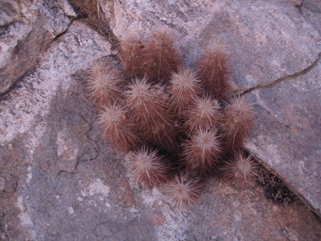 Cactus on the Rocks