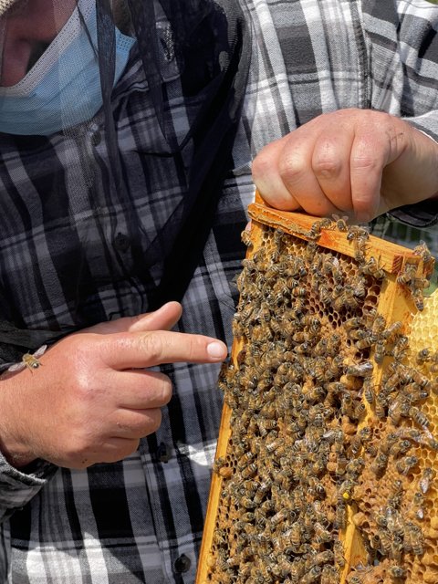 Beekeeper Holding a Frame of Busy Bees (85%)