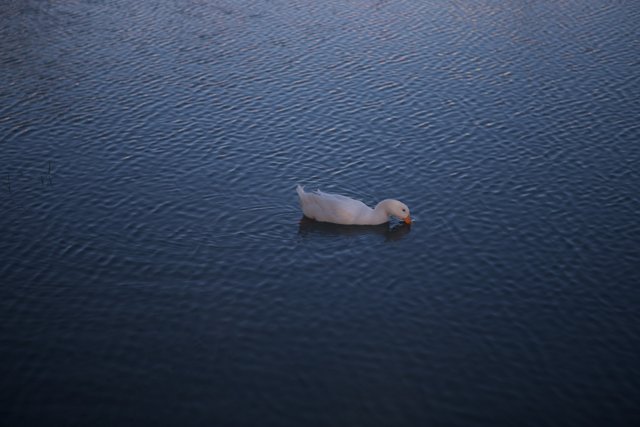 Serene Duck at Coachella Lake
