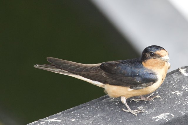 Swallow’s Rest