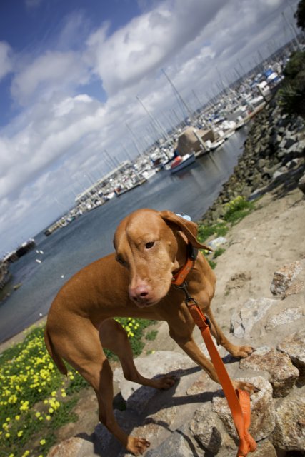 Our Canine Companion's Monterey Stroll