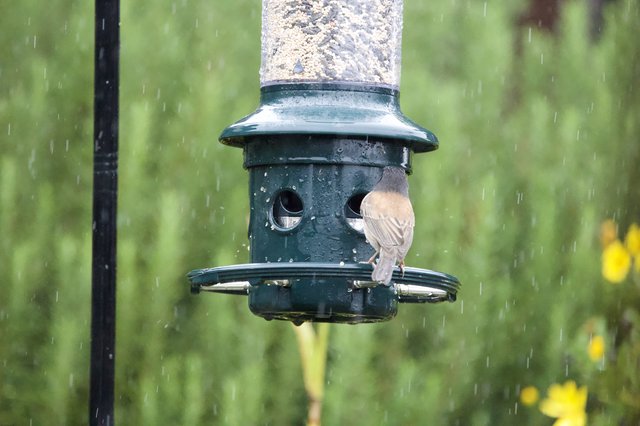Small Bird Feeding in the Rain at Backyard Feeder