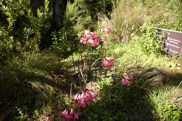 Blooming Radiance at San Francisco Botanical Garden