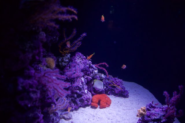 Vibrant Underwater Wonderland