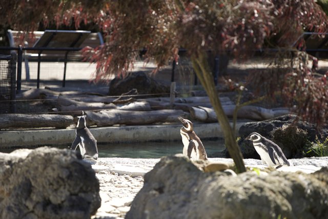 Penguins' Parade at San Francisco Zoo