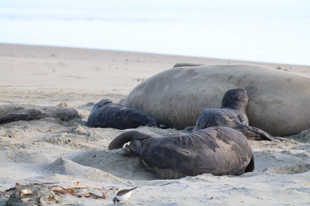 Elephant Seals Resting on Drakes Beach Shore