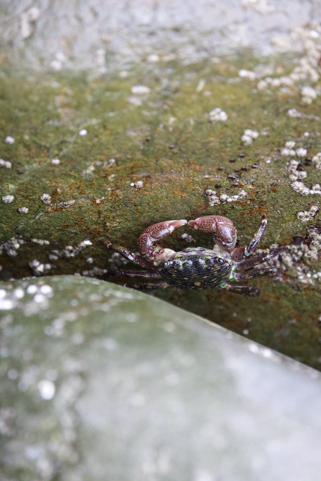 Colorful Shore Crab Clinging to Algae-Covered Rock