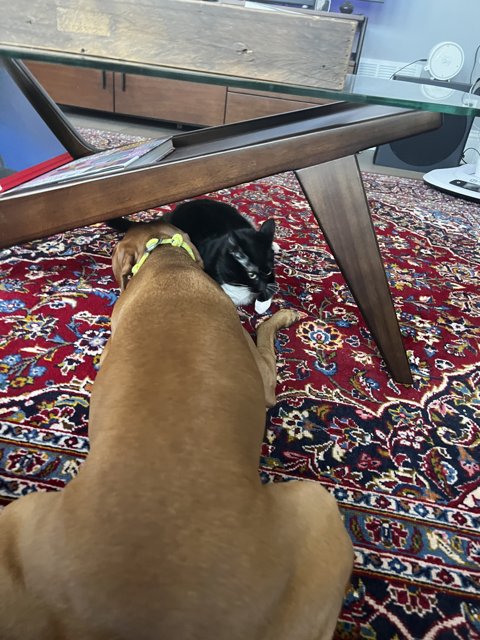 Furry Friends on the Living Room Rug