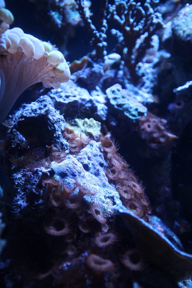 Vibrant Coral Reef Community in Blue Light