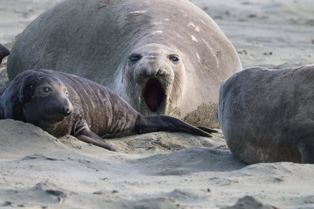 Elephant Seal Mother with Nursing Pup at Drakes Beach