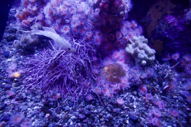 Vivid Underwater Encounter - Monterey Bay Aquarium, 2023