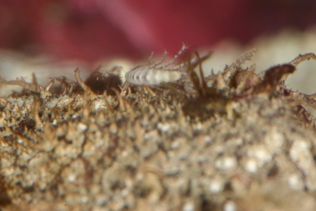 Tiny Shrimp on the Rock